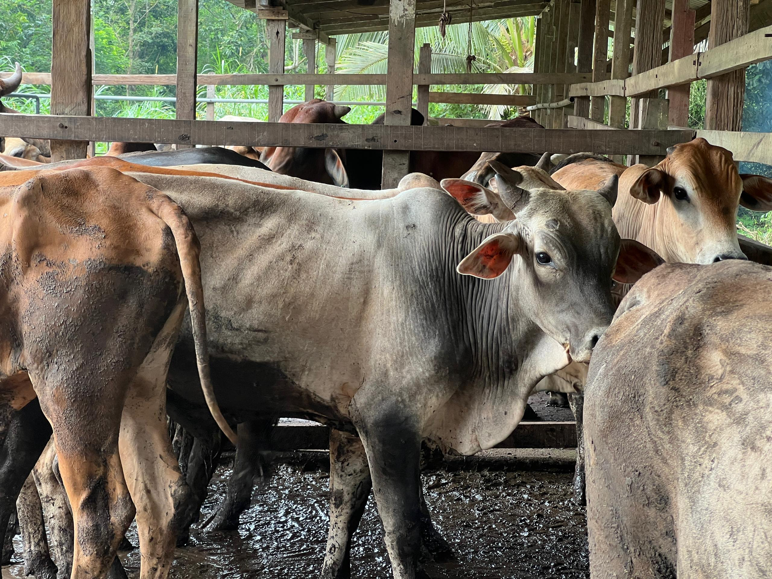 TokD Serah Lembu Korban Kepada Semua Masjid Dalam DUN